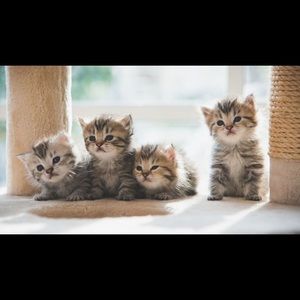 Meet your Posher, Bisera